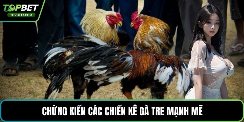 Chứng kiến các chiến kê gà tre mạnh mẽ