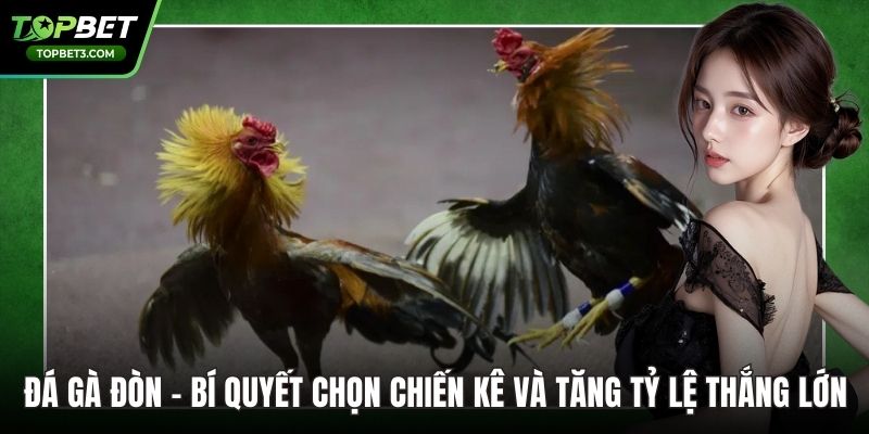 Đá Gà Đòn – Bí Quyết Chọn Chiến Kê Và Tăng Tỷ Lệ Thắng Lớn