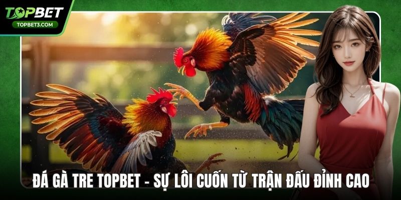 Đá Gà Tre TOPBET – Sự Lôi Cuốn Từ Trận Đấu Đỉnh Cao